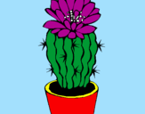 Disegno Cactus fiorito  pitturato su MARIA
