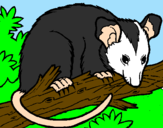 Disegno Scoiattolo Possum marsupiale pitturato su mowi