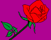 Disegno Rosa  pitturato su leti