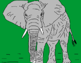 Disegno Elefante  pitturato su daniel
