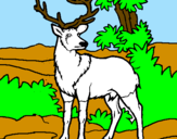 Disegno Cervo adulto  pitturato su giada