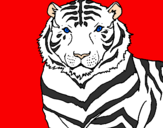 Disegno Tigre pitturato su FRANCY