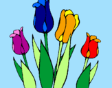 Disegno Tulipani  pitturato su federica