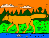 Disegno Coyote pitturato su giada ghisu