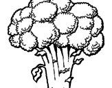 Disegno Broccoli  pitturato su francesca