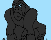 Disegno Gorilla pitturato su CICCHIMBOIMB