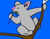Disegno Koala  pitturato su Raffaele