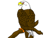 Disegno Aquila su un ramo pitturato su maia