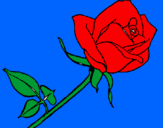 Disegno Rosa  pitturato su vima