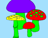 Disegno Funghi pitturato su davide