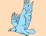 Disegno Aquila in volo  pitturato su margarita