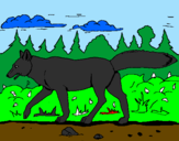Disegno Coyote pitturato su erw