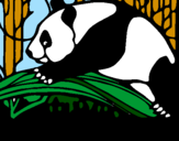 Disegno Oso panda che mangia  pitturato su Alessandra