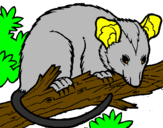 Disegno Scoiattolo Possum marsupiale pitturato su andrea