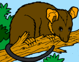 Disegno Scoiattolo Possum marsupiale pitturato su victoria