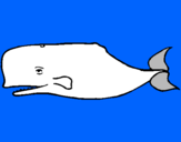 Disegno Balena blu pitturato su anónimo