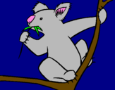 Disegno Koala  pitturato su nicolò