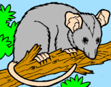 Disegno Scoiattolo Possum marsupiale pitturato su isabella