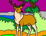 Disegno Cervo adulto  pitturato su giada ghisu