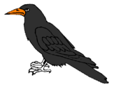 Disegno Corvo  pitturato su corvo