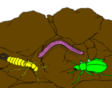 Disegno Diversi insetti  pitturato su fobicina verme scarabeo