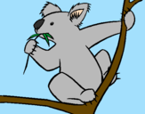 Disegno Koala  pitturato su lorenzo