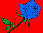 Disegno Rosa  pitturato su albastru - sinceritate