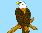 Disegno Aquila su un ramo pitturato su chiara
