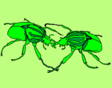 Disegno Scarabei pitturato su scarabeo