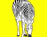 Disegno Zebra  pitturato su Raffaele