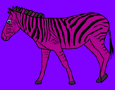 Disegno Zebra  pitturato su greta