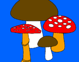 Disegno Funghi pitturato su michela