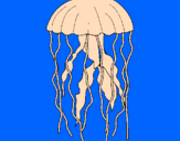Disegno Medusa  pitturato su sebastiano