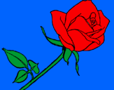 Disegno Rosa  pitturato su flor99