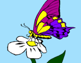 Disegno Farfalla sul fiore  pitturato su samuele