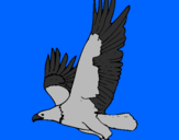 Disegno Aquila in volo  pitturato su cory 3