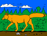 Disegno Coyote pitturato su bisontesimo