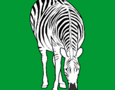 Disegno Zebra  pitturato su g
