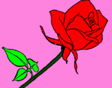 Disegno Rosa  pitturato su anónimo