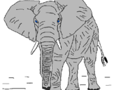 Disegno Elefante  pitturato su gigetto