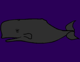 Disegno Balena blu pitturato su enrico