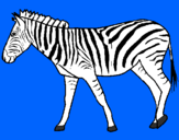 Disegno Zebra  pitturato su DAIANA