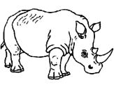 Disegno Rinoceronte  pitturato su sere