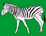 Disegno Zebra  pitturato su maurizio fuselli