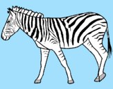 Disegno Zebra  pitturato su alfonso    votta