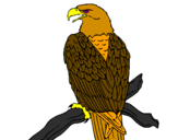 Disegno Aquila su un ramo pitturato su ciccio