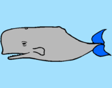 Disegno Balena blu pitturato su    antonio