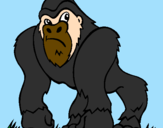 Disegno Gorilla pitturato su FRANCESCO CAPASSO
