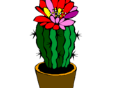 Disegno Cactus fiorito  pitturato su pingui!