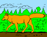 Disegno Coyote pitturato su elisa